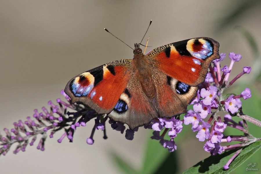 Tagpfauenauge auf Sommerflieder