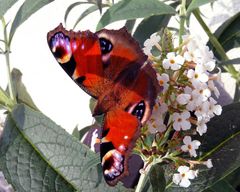 Tagpfauenauge auf Sommerflieder