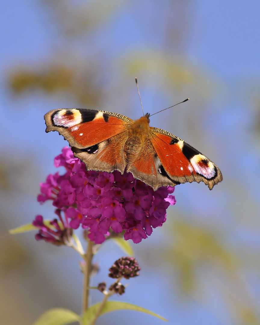 Tagpfauenauge auf Sommerflieder