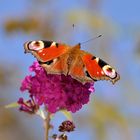 Tagpfauenauge auf Sommerflieder