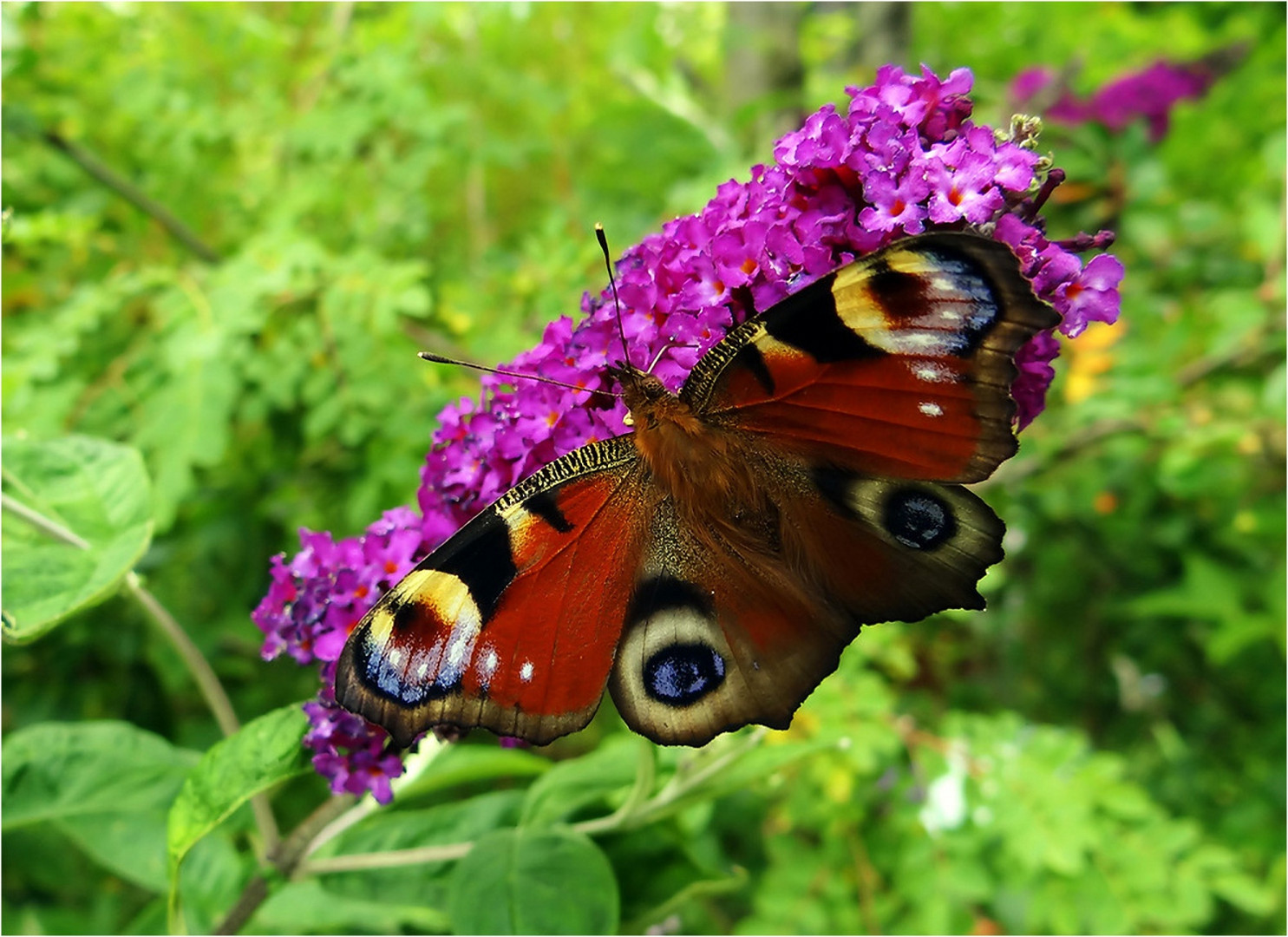 Tagpfauenauge auf Sommerflieder