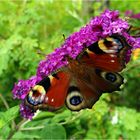 Tagpfauenauge auf Sommerflieder