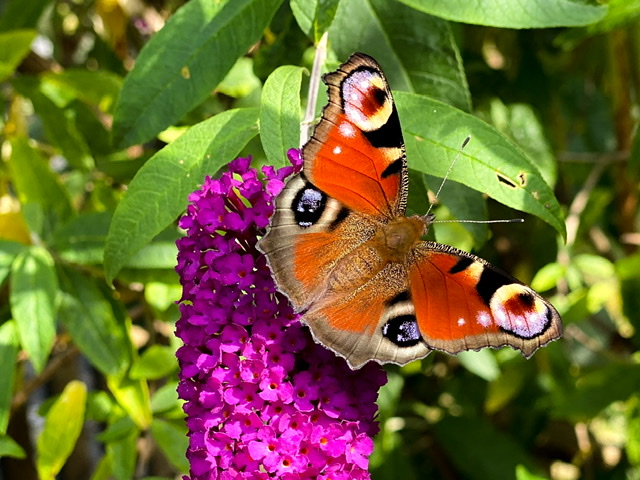 Tagpfauenauge auf Sommerflieder