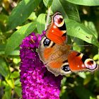 Tagpfauenauge auf Sommerflieder