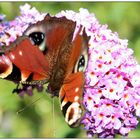 Tagpfauenauge auf Sommerflieder