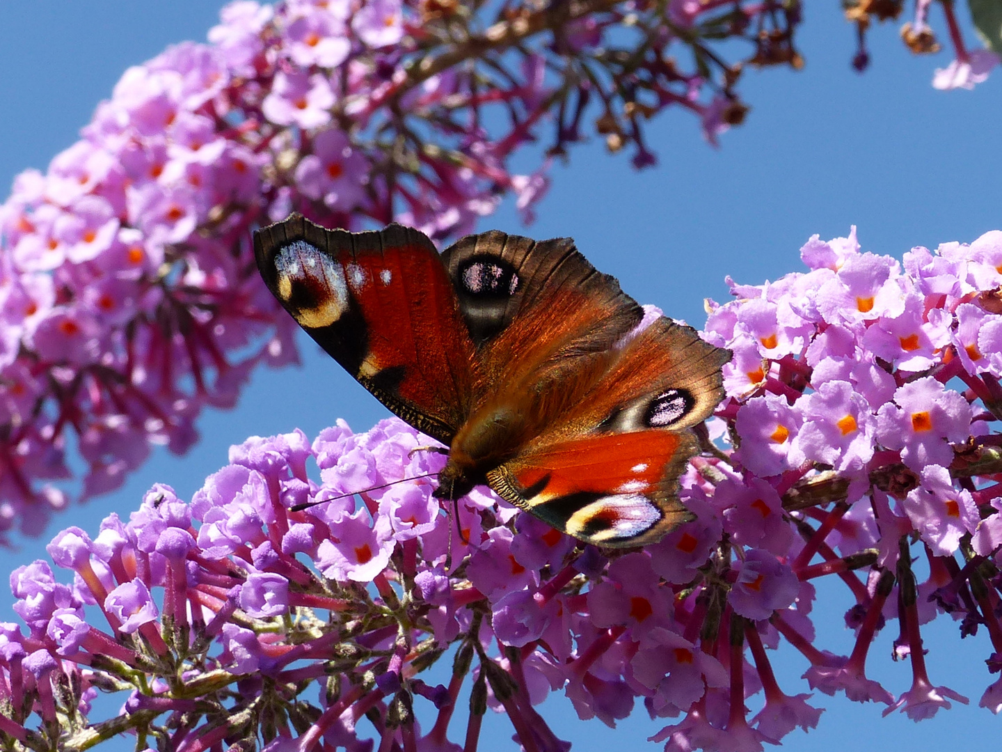 Tagpfauenauge auf Sommerflieder