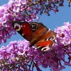 Tagpfauenauge auf Sommerflieder