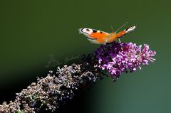 Tagpfauenauge auf Sommerflieder