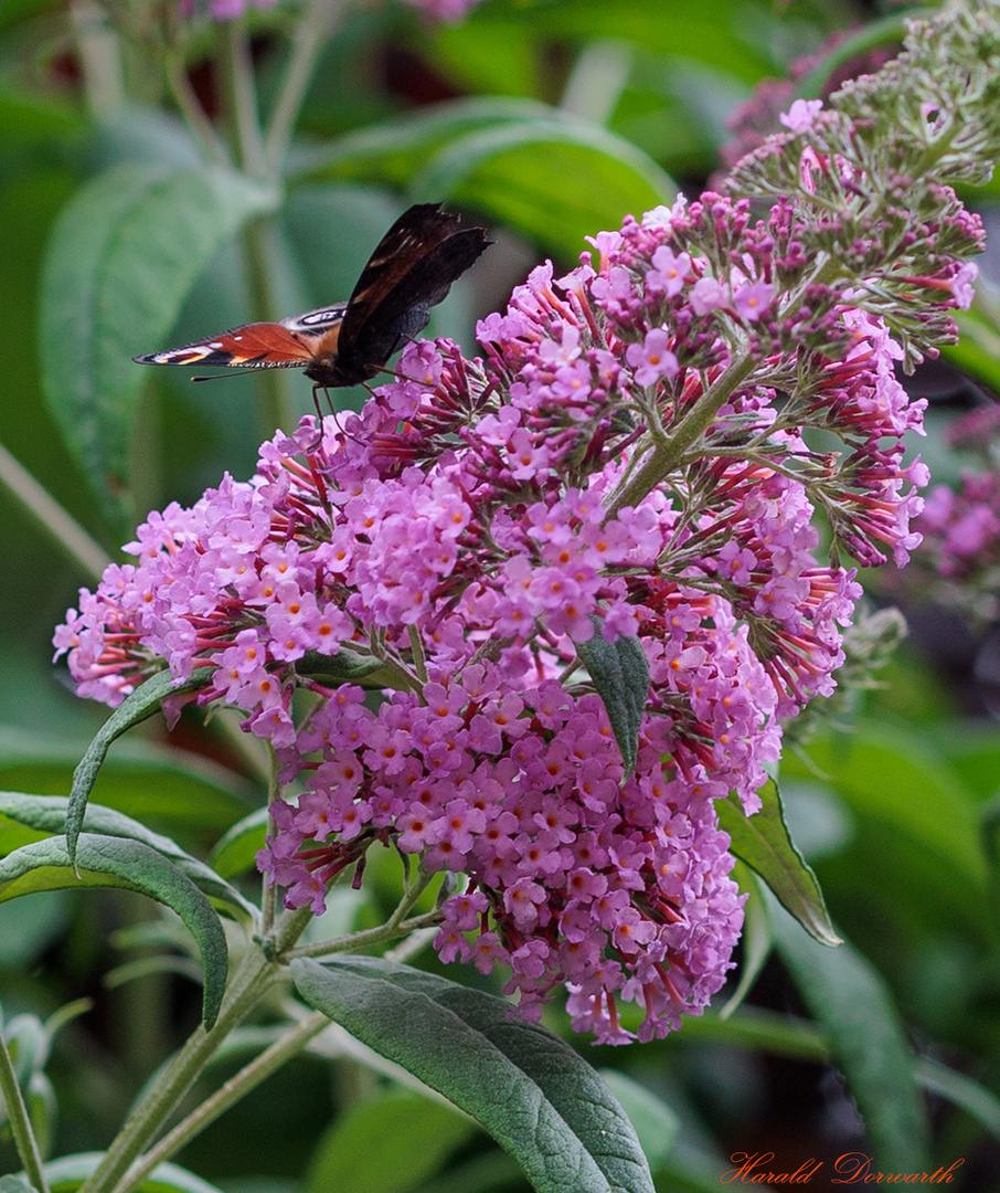 Tagpfauenauge auf Sommerflieder