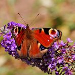 Tagpfauenauge auf Sommerflieder