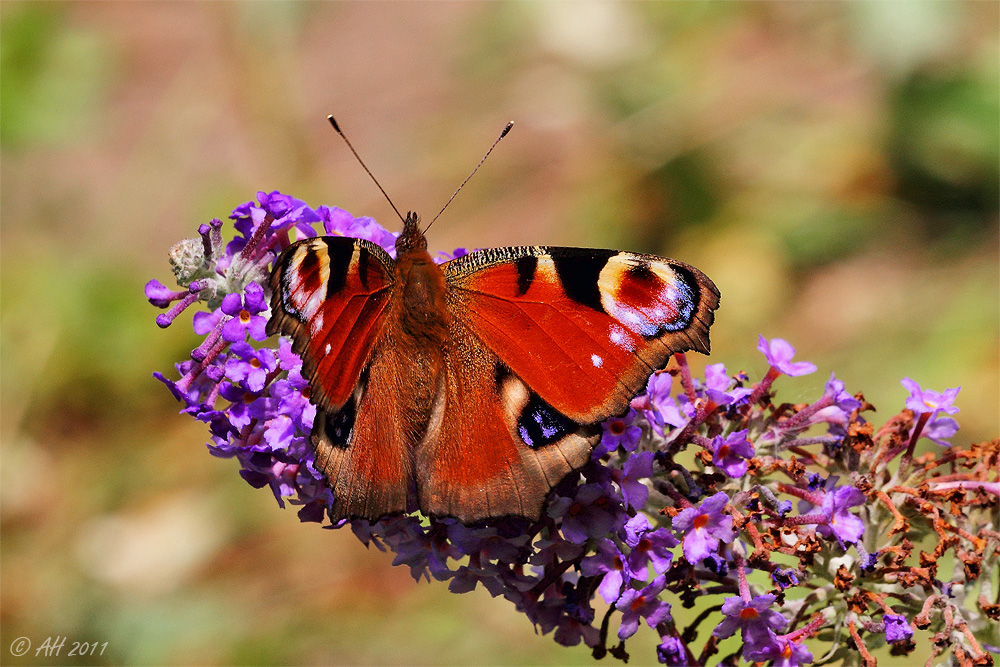 Tagpfauenauge auf Sommerflieder