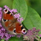 Tagpfauenauge auf Sommerflieder