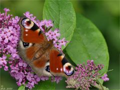 Tagpfauenauge auf Sommerflieder