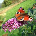 Tagpfauenauge auf Sommerflieder