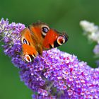 Tagpfauenauge auf Sommerflieder