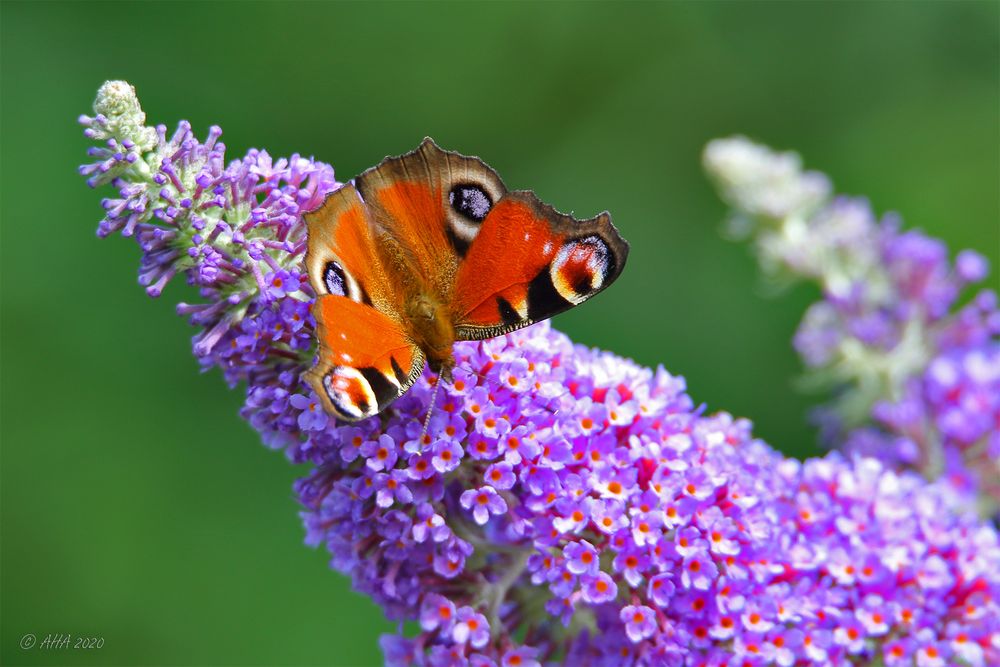 Tagpfauenauge auf Sommerflieder