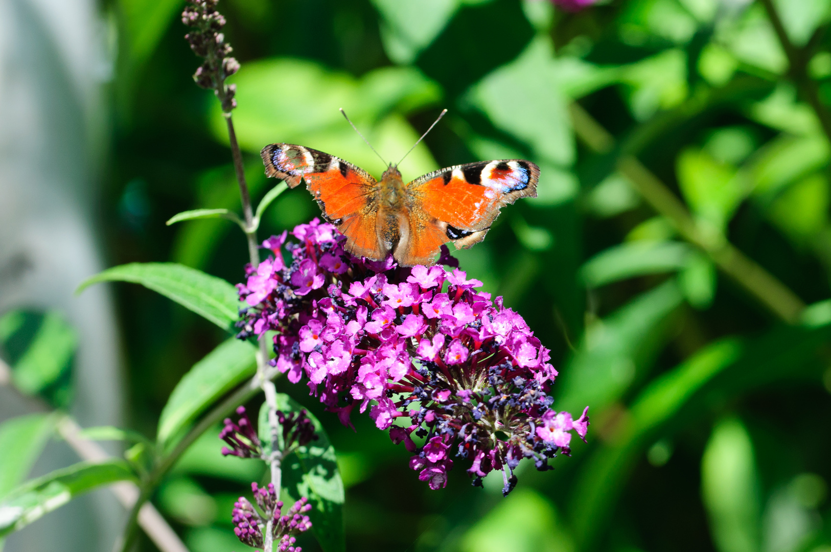 Tagpfauenauge auf Sommerflieder