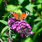 Tagpfauenauge auf Sommerflieder