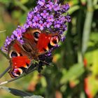 Tagpfauenauge auf Sommerflieder Nr. 2