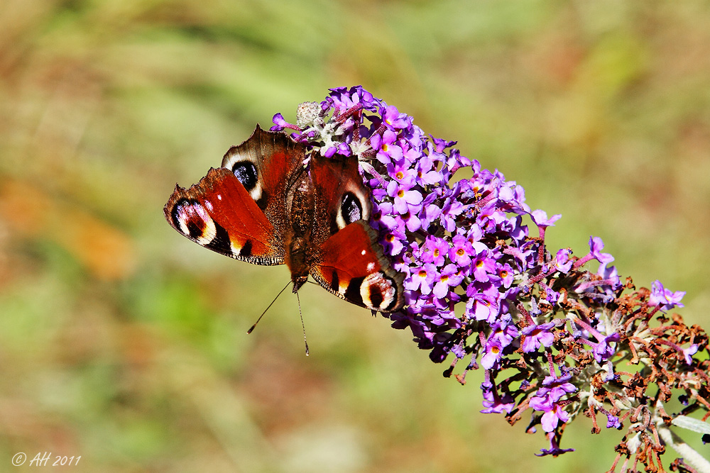 Tagpfauenauge auf Sommerflieder Nr. 3