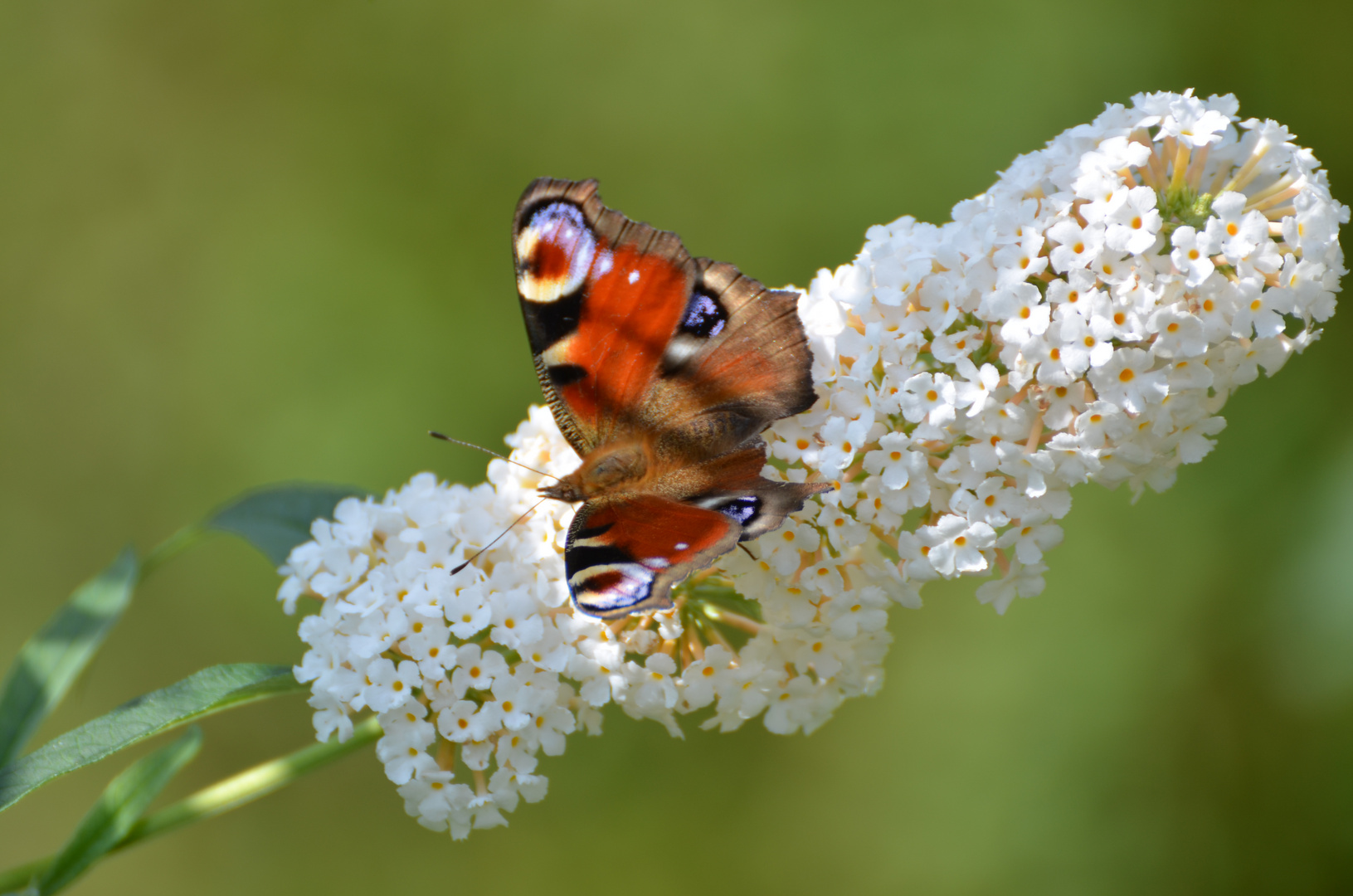 Tagpfauenauge auf weißem Sommerflieder