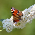 Tagpfauenauge auf weißem Sommerflieder