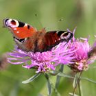 Tagpfauenauge auf Wiesenflockenblume