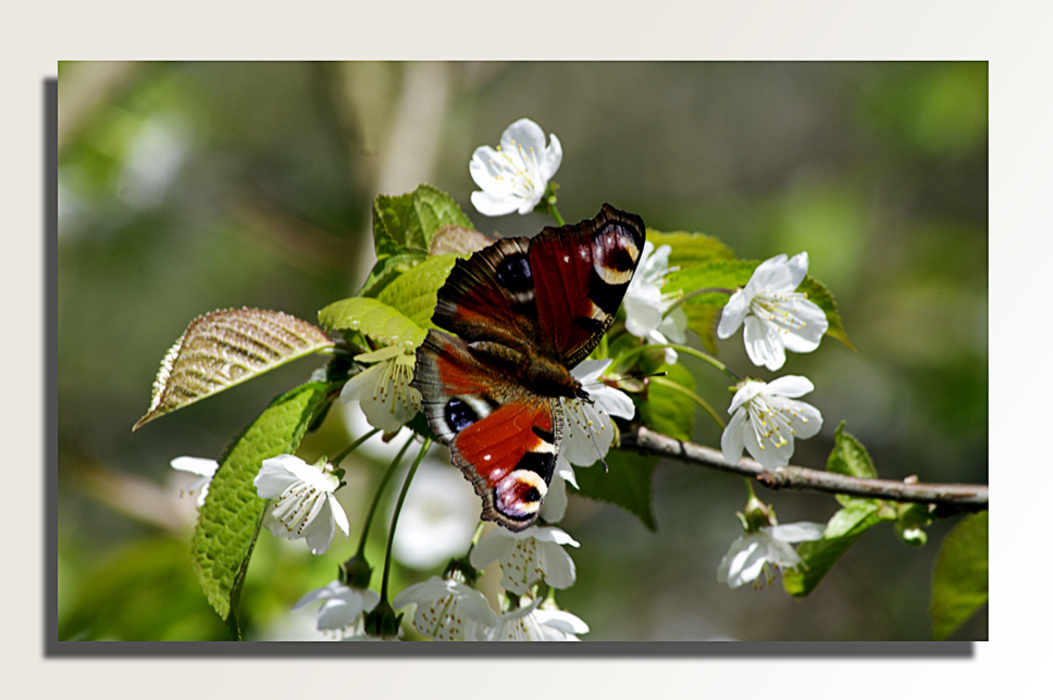 Tagpfauenauge auf Wildkirsche