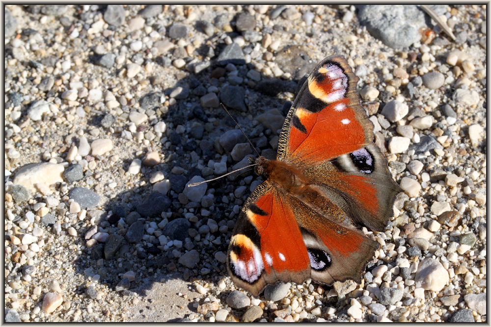 Tagpfauenauge beim Sonnenbad