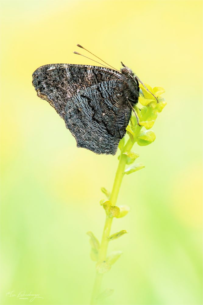 Tagpfauenauge - close-up