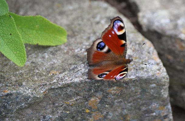 Tagpfauenauge