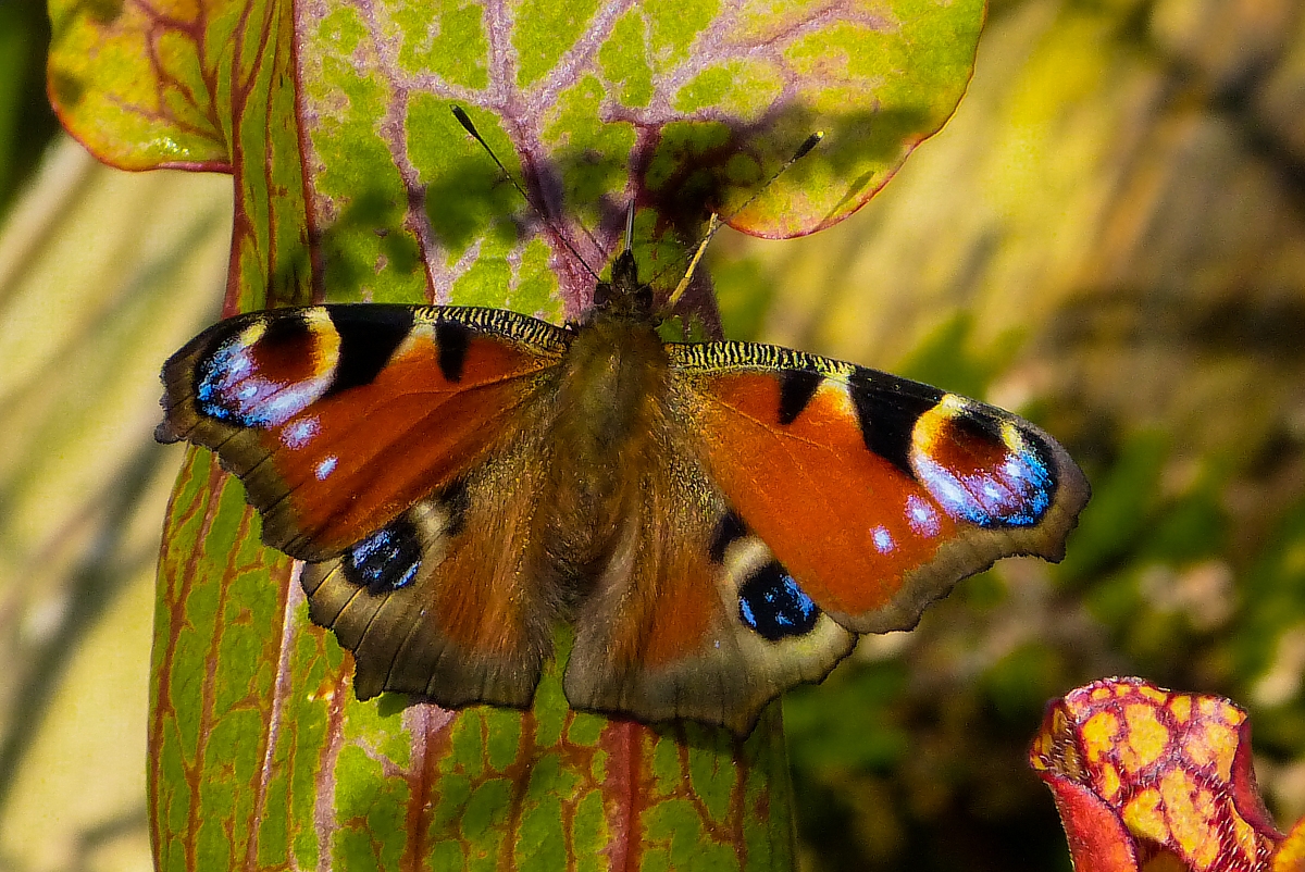Tagpfauenauge - Der Schmetterling des Jahres 2009