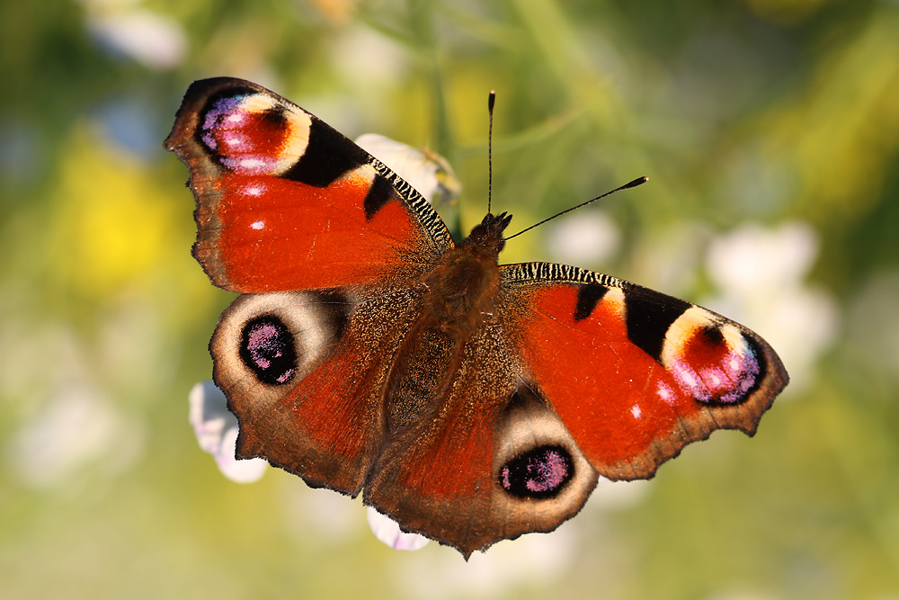 Tagpfauenauge Foto & Bild | tiere, wildlife, schmetterlinge Bilder auf