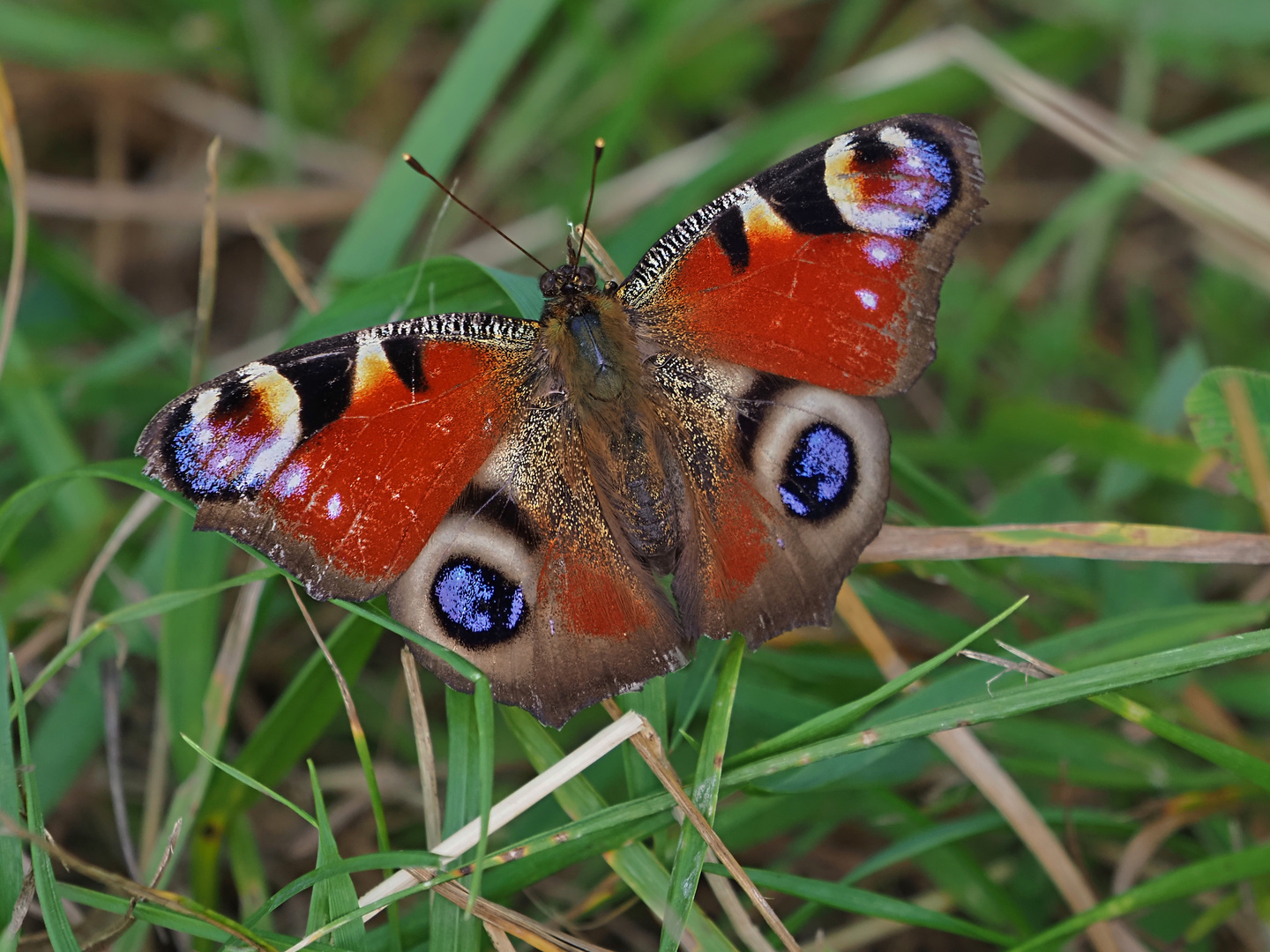 Tagpfauenauge Foto & Bild | makro, natur, insekten Bilder auf fotocommunity