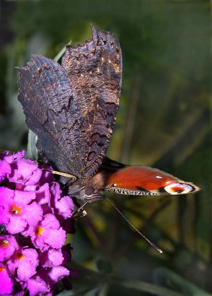 Tagpfauenauge, ein fliegender Edelstein