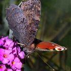 Tagpfauenauge, ein fliegender Edelstein