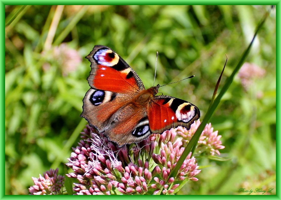 Tagpfauenauge Foto & Bild | tiere, wildlife, schmetterlinge Bilder auf