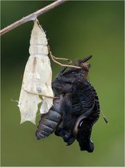 Tagpfauenauge... frisch geschlüpft