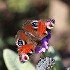 Tagpfauenauge - Frühling im Schaumburger Land