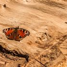 Tagpfauenauge genießt die Sonnenwärme