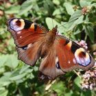 Tagpfauenauge - Große Augen als Abschreckung