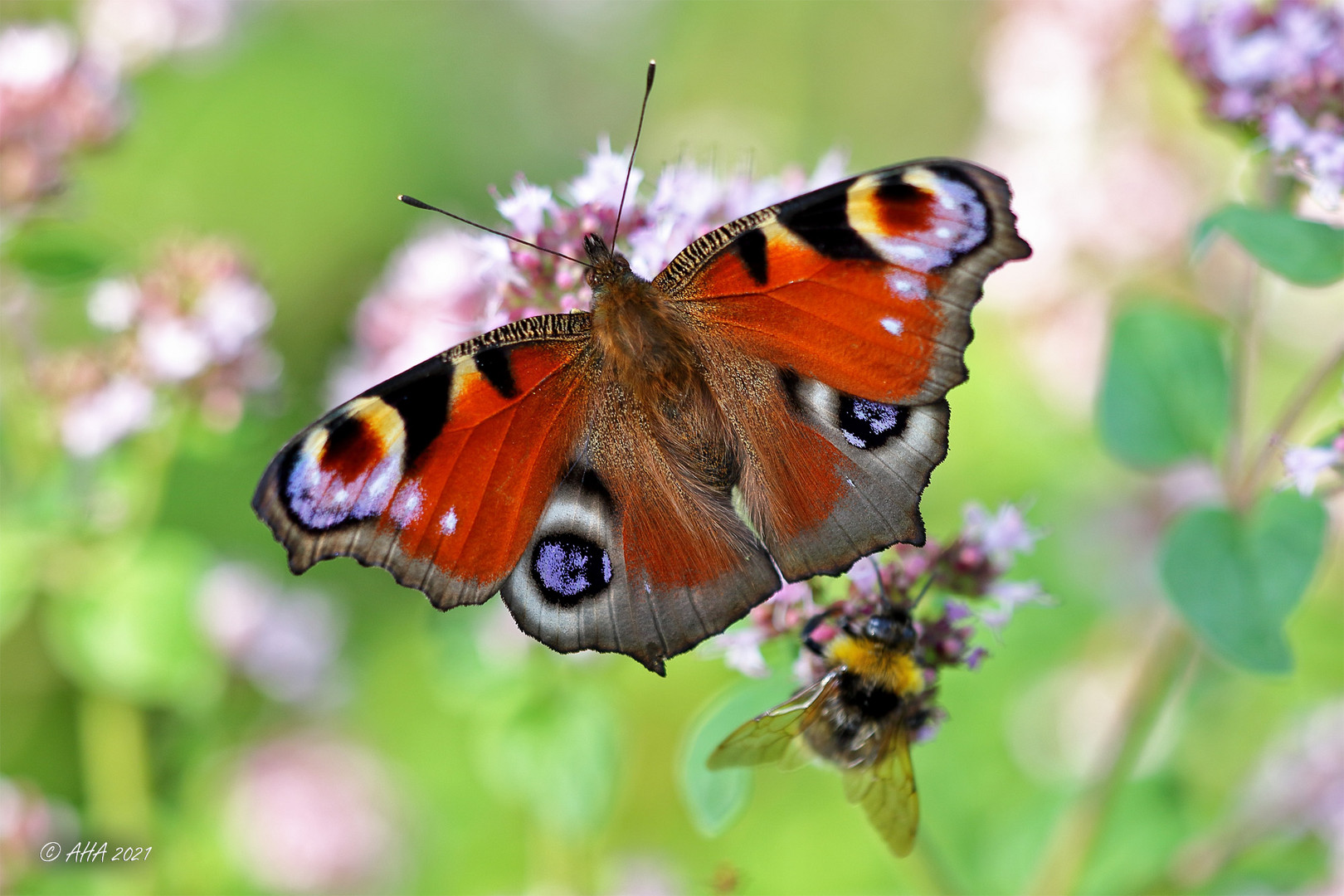 Tagpfauenauge & Hummel