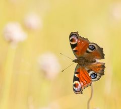 Tagpfauenauge im Ampermoos