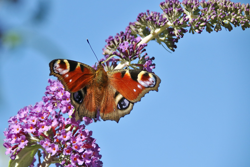 Tagpfauenauge im Ansitz am Sommerflieder