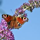 Tagpfauenauge im Ansitz am Sommerflieder