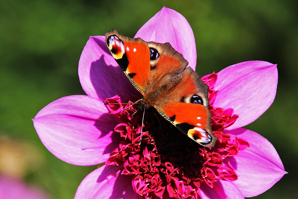 Tagpfauenauge im Ansitz auf einer Blüte