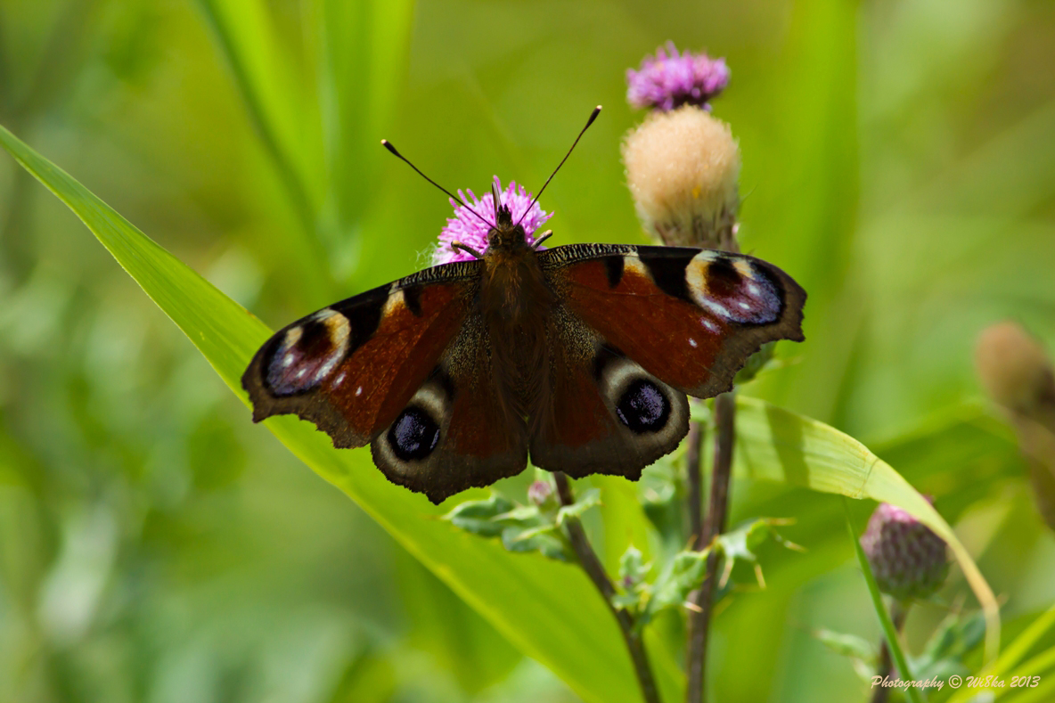 Tagpfauenauge im August