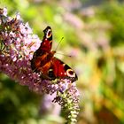 Tagpfauenauge im Botanischen Garten Brüssel