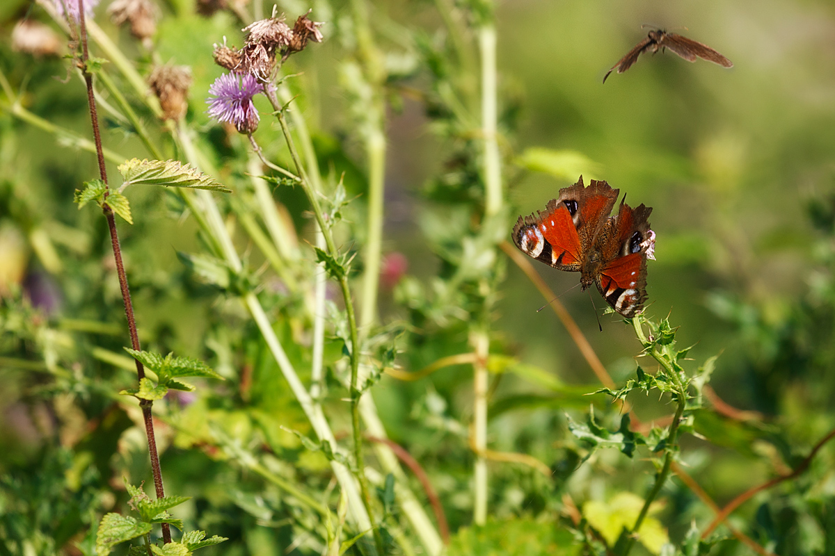 Tagpfauenauge im Distelwald