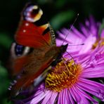 Tagpfauenauge im Farbrausch der Herbstaster